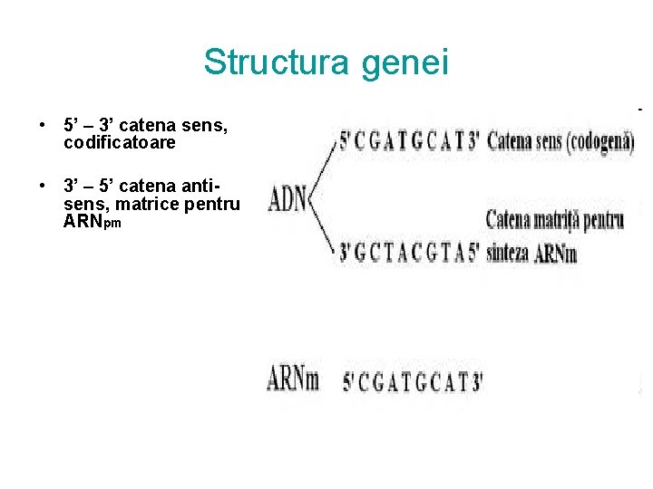 Structura genei • 5’ – 3’ catena sens, codificatoare • 3’ – 5’ catena