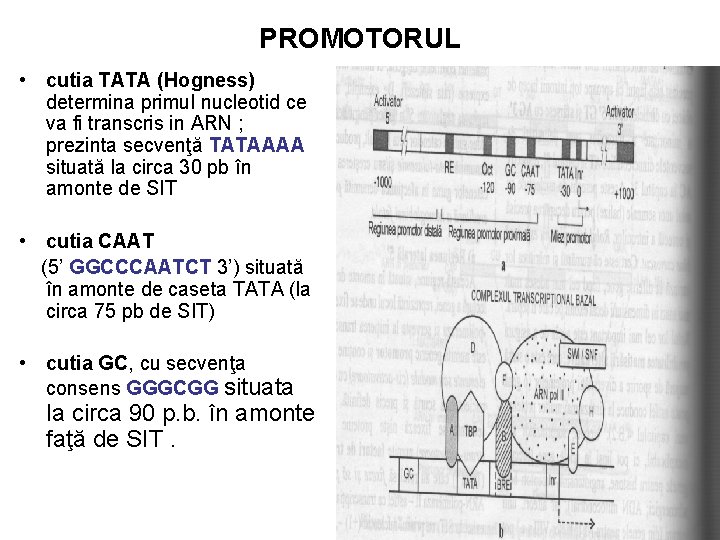 PROMOTORUL • cutia TATA (Hogness) determina primul nucleotid ce va fi transcris in ARN
