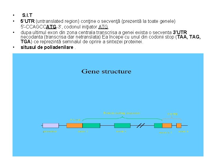  • • S. I. T 5’UTR (untranslated region) conţine o secvenţă (prezentă la