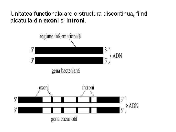 Unitatea functionala are o structura discontinua, fiind alcatuita din exoni si introni. 