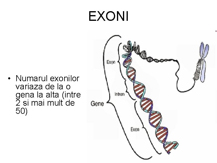 EXONI • Numarul exonilor variaza de la o gena la alta (intre 2 si