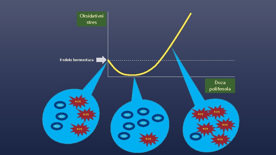 Oksidativni stres Redoks homeostaza Doza polifenola ROS AO AO ROS AO ROS 