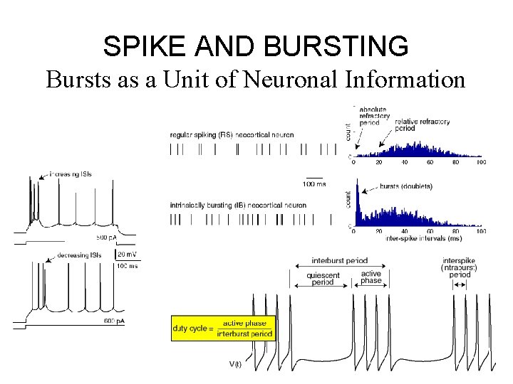 SPIKE AND BURSTING Bursts as a Unit of Neuronal Information 