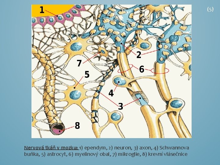 (5) Nervová tkáň v mozku: 1) ependym, 2) neuron, 3) axon, 4) Schwannova buňka,