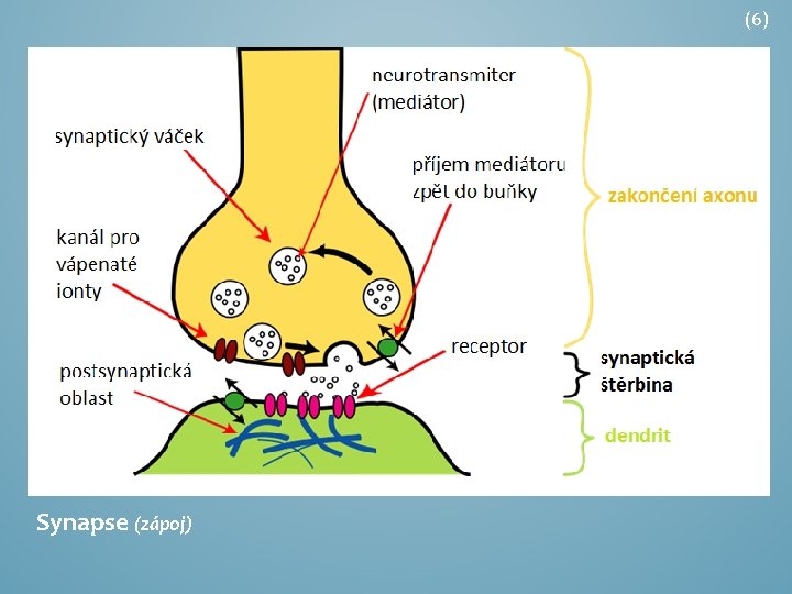 (6) Synapse (zápoj) 