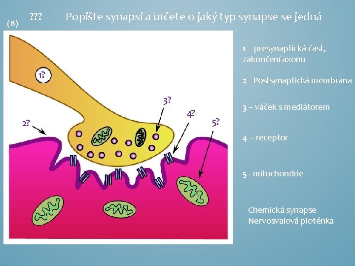 (8) ? ? ? Popište synapsi a určete o jaký typ synapse se jedná