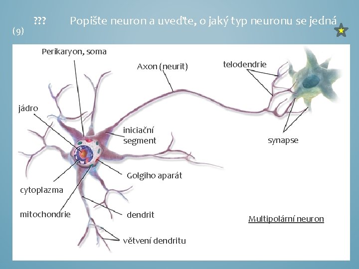 (9) ? ? ? Popište neuron a uveďte, o jaký typ neuronu se jedná