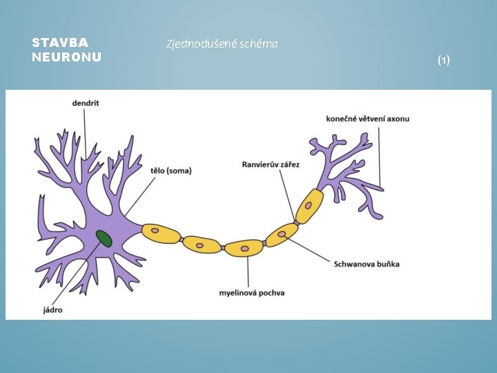 STAVBA NEURONU Zjednodušené schéma (1) 