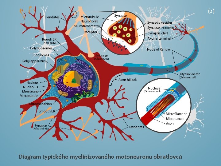 (2) Diagram typického myelinizovaného motoneuronu obratlovců 