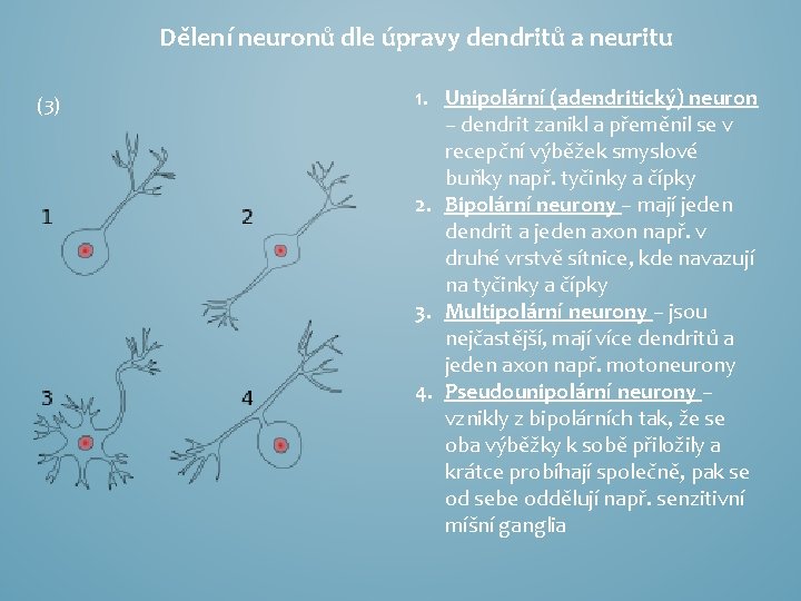 Dělení neuronů dle úpravy dendritů a neuritu (3) 1. Unipolární (adendritický) neuron – dendrit