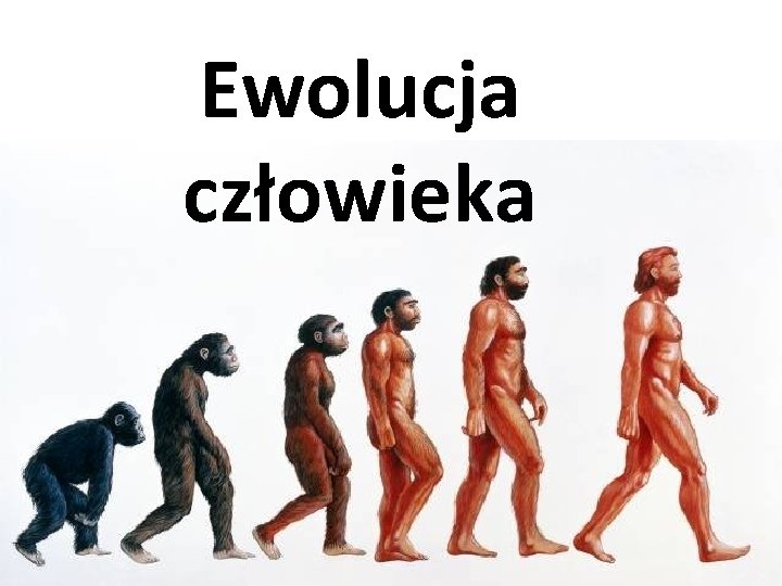 Ewolucja człowieka 