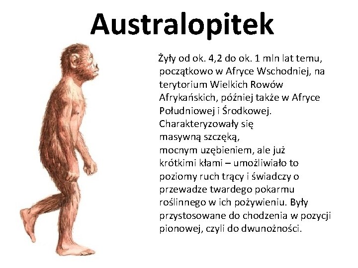 Australopitek Żyły od ok. 4, 2 do ok. 1 mln lat temu, początkowo w
