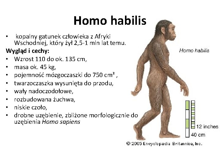 Homo habilis • kopalny gatunek człowieka z Afryki Wschodniej, który żył 2, 5 -1