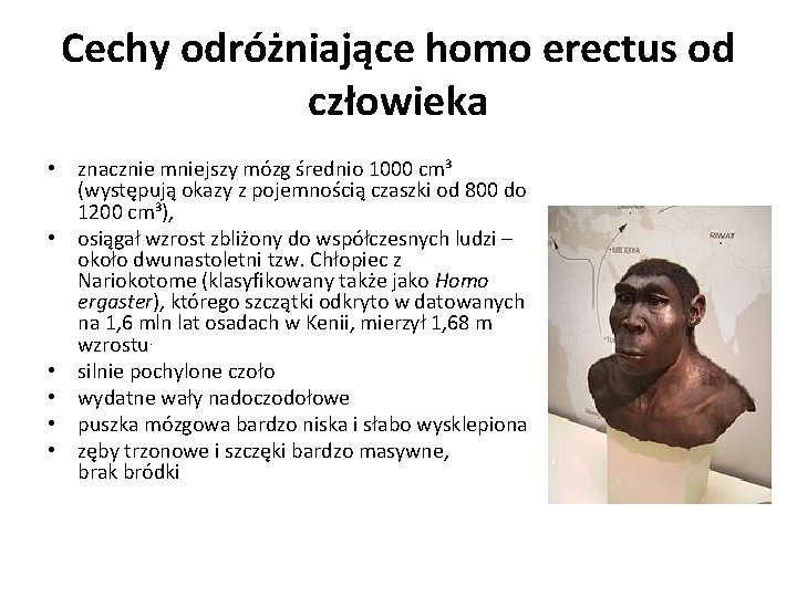 Cechy odróżniające homo erectus od człowieka • znacznie mniejszy mózg średnio 1000 cm³ (występują