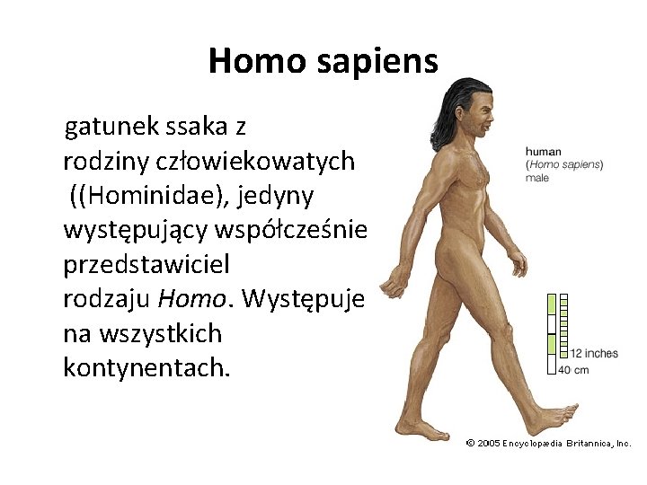 Homo sapiens gatunek ssaka z rodziny człowiekowatych ((Hominidae), jedyny występujący współcześnie przedstawiciel rodzaju Homo.