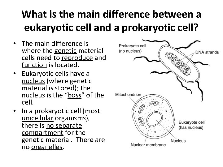 What is the main difference between a eukaryotic cell and a prokaryotic cell? •