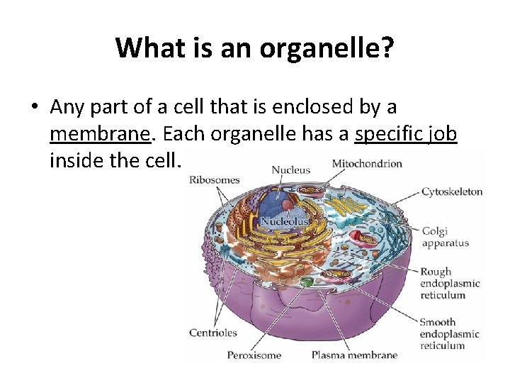 What is an organelle? • Any part of a cell that is enclosed by