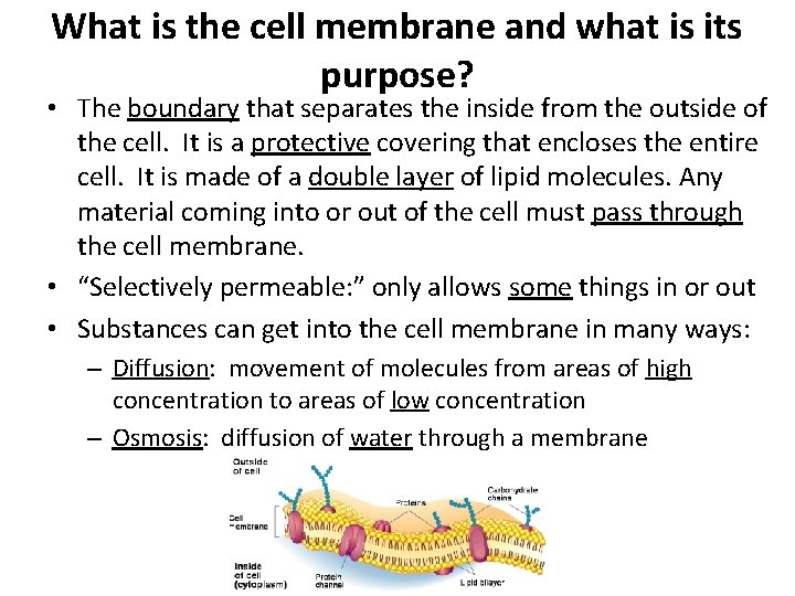 What is the cell membrane and what is its purpose? • The boundary that