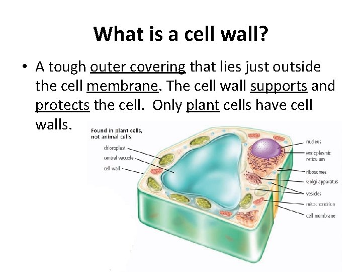 What is a cell wall? • A tough outer covering that lies just outside