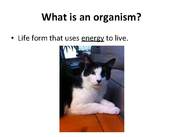 What is an organism? • Life form that uses energy to live. 