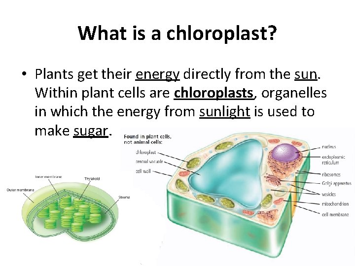 What is a chloroplast? • Plants get their energy directly from the sun. Within
