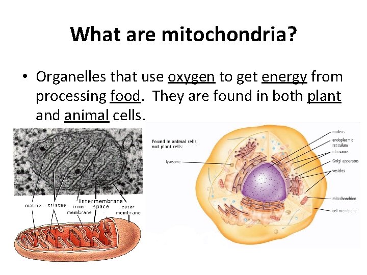 What are mitochondria? • Organelles that use oxygen to get energy from processing food.