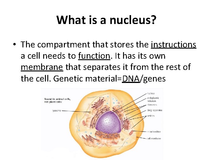 What is a nucleus? • The compartment that stores the instructions a cell needs