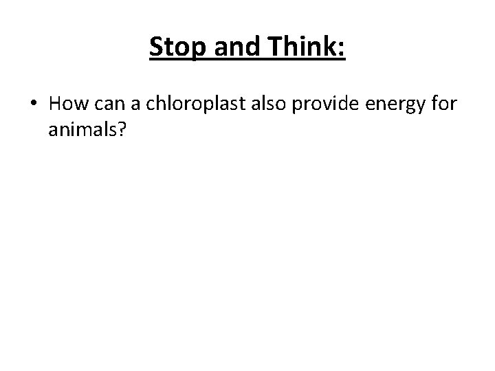 Stop and Think: • How can a chloroplast also provide energy for animals? 