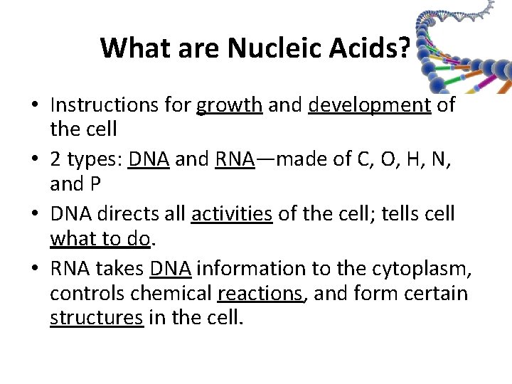 What are Nucleic Acids? • Instructions for growth and development of the cell •