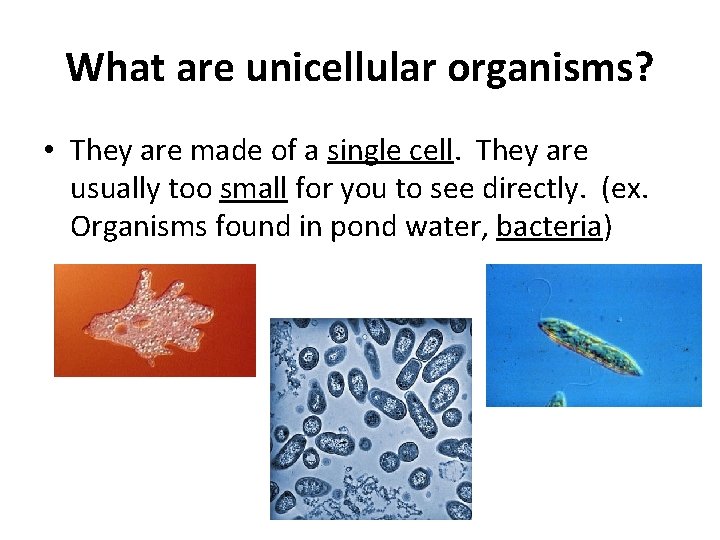 What are unicellular organisms? • They are made of a single cell. They are