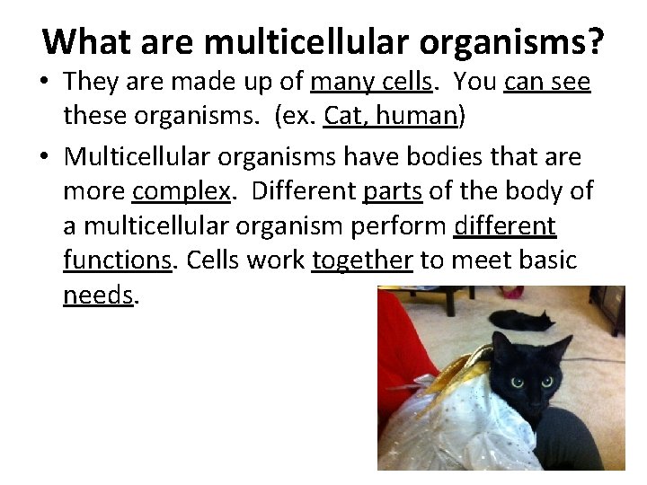 What are multicellular organisms? • They are made up of many cells. You can