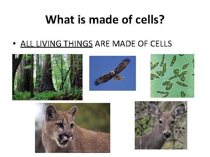 What is made of cells? • ALL LIVING THINGS ARE MADE OF CELLS 