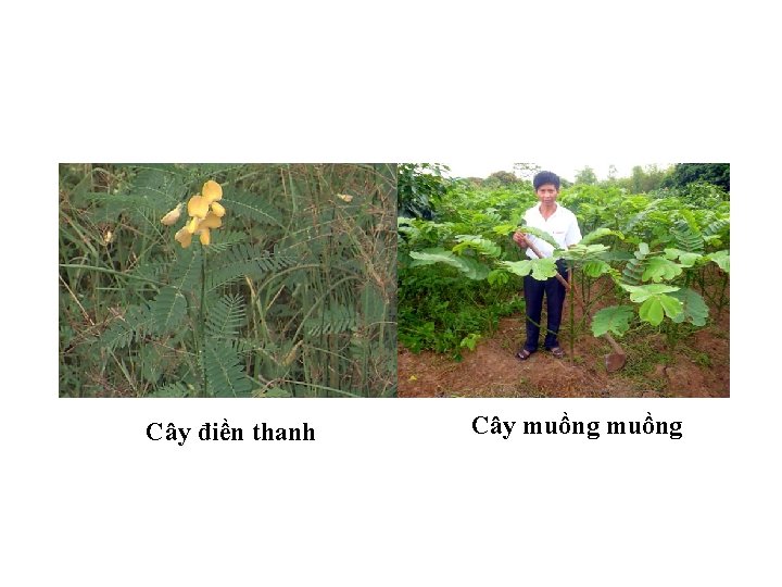 Cây điền thanh Cây muồng 