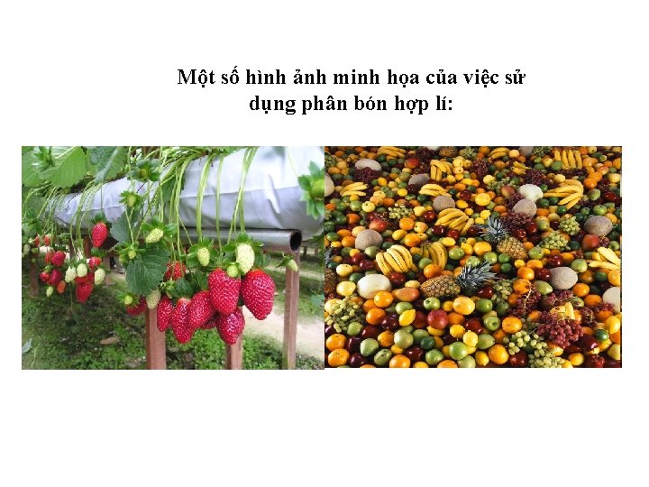 Một số hình ảnh minh họa của việc sử dụng phân bón hợp lí: