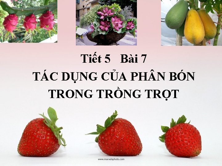 Tiết 5 Bài 7 TÁC DỤNG CỦA PH N BÓN TRONG TRỒNG TRỌT 