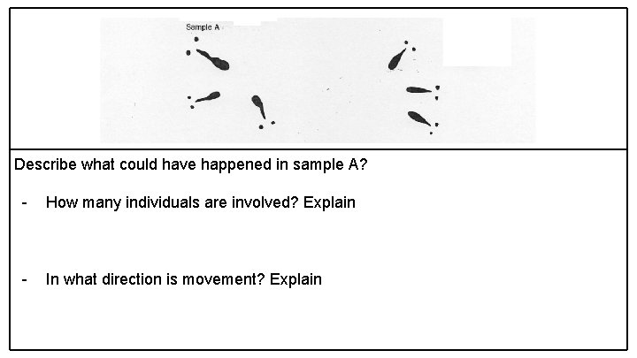 Describe what could have happened in sample A? - How many individuals are involved?
