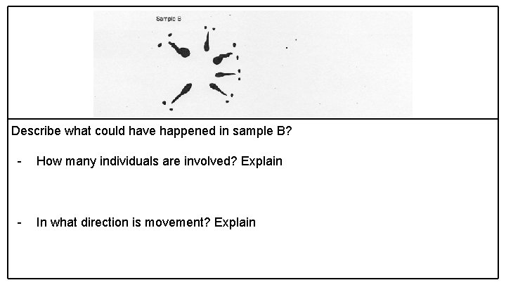 Describe what could have happened in sample B? - How many individuals are involved?