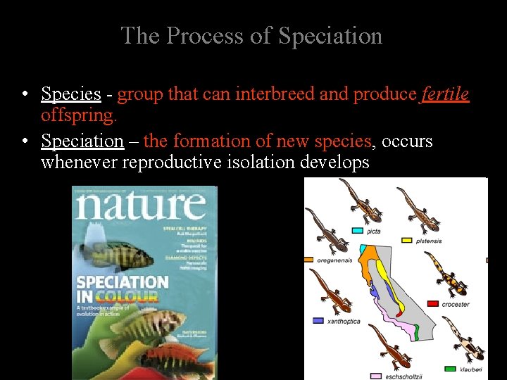 The Process of Speciation • Species - group that can interbreed and produce fertile