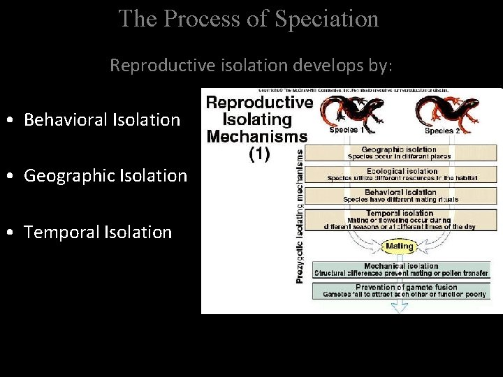 The Process of Speciation Reproductive isolation develops by: • Behavioral Isolation • Geographic Isolation