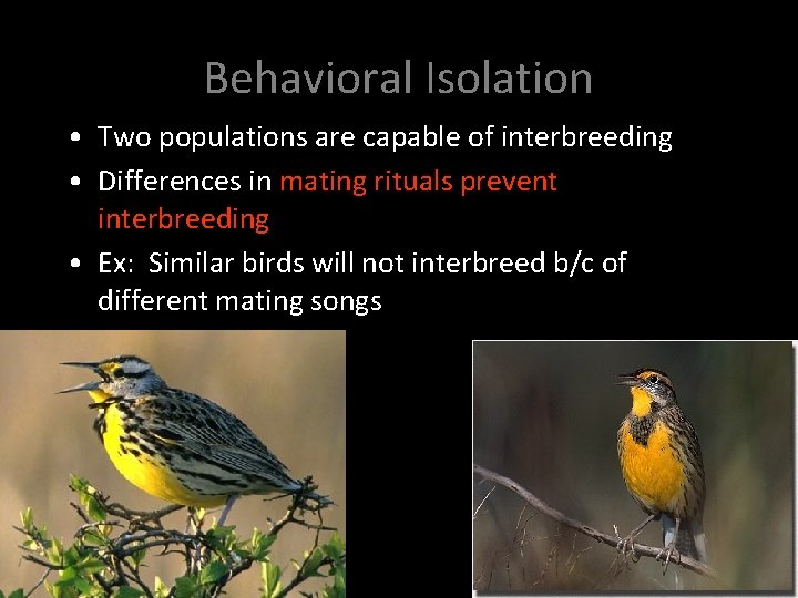 Behavioral Isolation • Two populations are capable of interbreeding • Differences in mating rituals