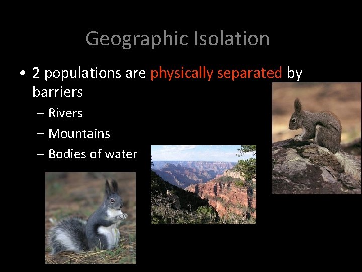 Geographic Isolation • 2 populations are physically separated by barriers – Rivers – Mountains