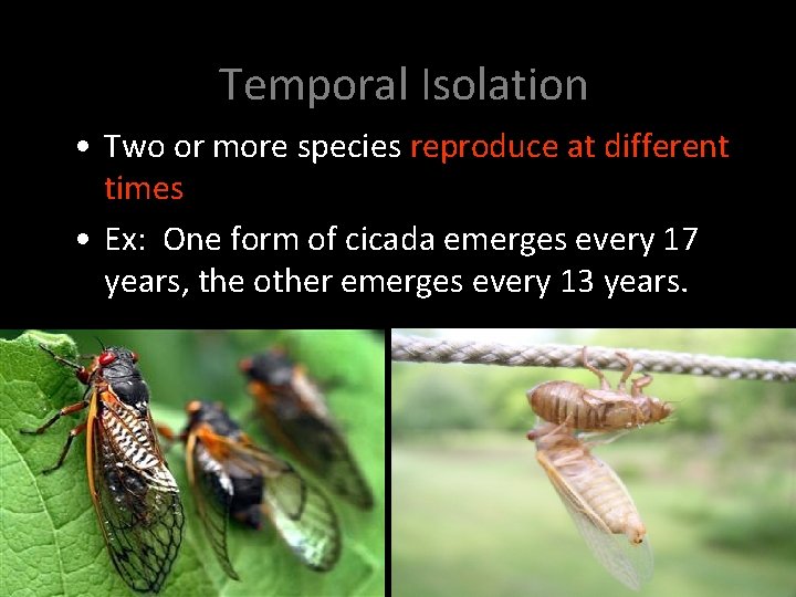 Temporal Isolation • Two or more species reproduce at different times • Ex: One