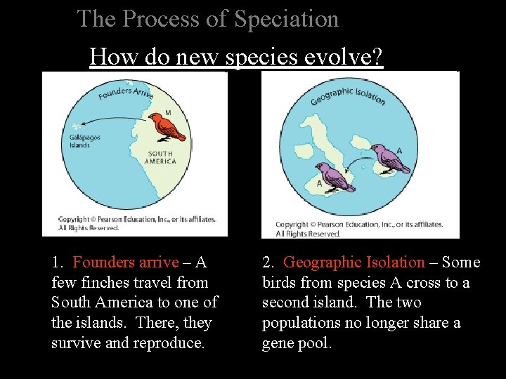 The Process of Speciation How do new species evolve? 1. Founders arrive – A