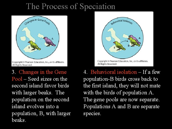 The Process of Speciation 3. Changes in the Gene Pool – Seed sizes on