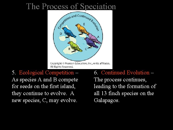 The Process of Speciation 5. Ecological Competition – As species A and B compete