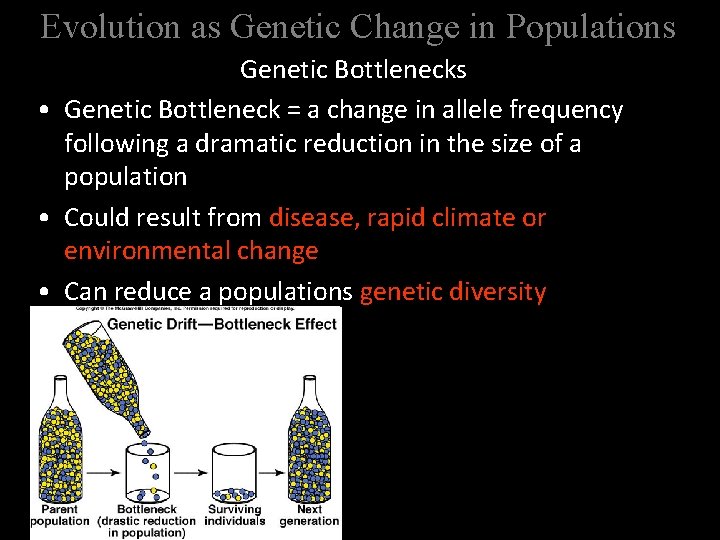 Evolution as Genetic Change in Populations Genetic Bottlenecks • Genetic Bottleneck = a change