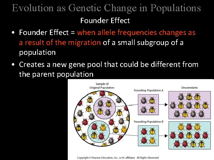 Evolution as Genetic Change in Populations Founder Effect • Founder Effect = when allele