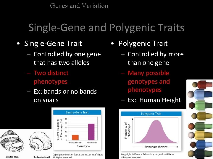 Genes and Variation Single-Gene and Polygenic Traits • Single-Gene Trait – Controlled by one