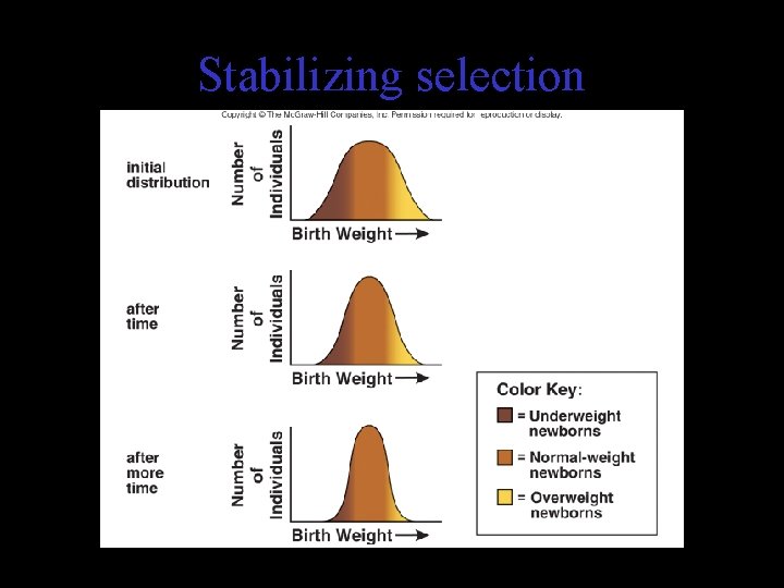 Stabilizing selection 