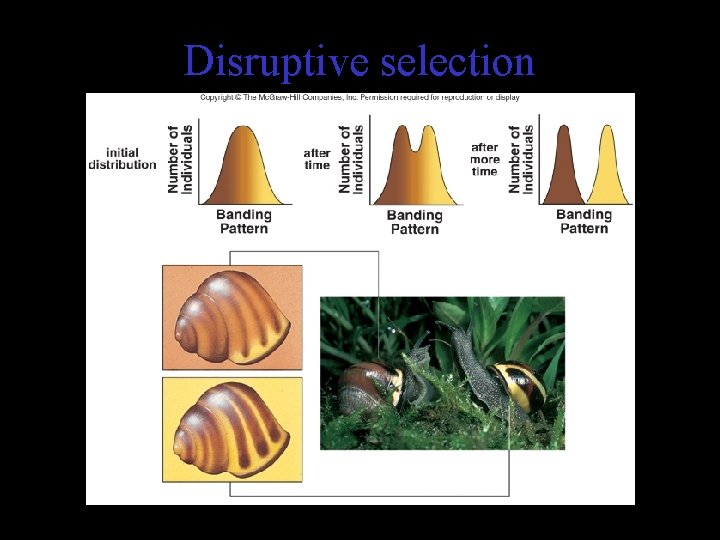 Disruptive selection 